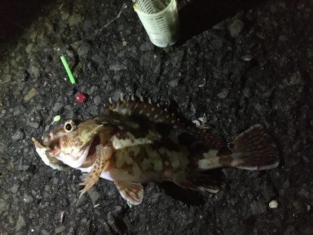 ヘチ釣りとエギング